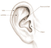 oreille-decollee-medium